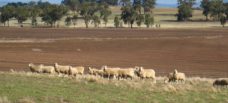 balnachiel sheep 2010