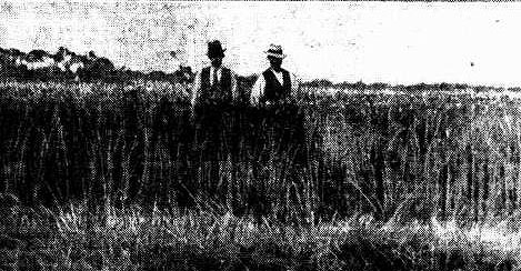 corack wheat field