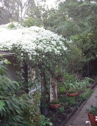 clematis 2019