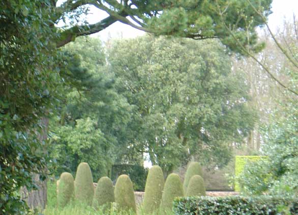 hidcote sentinels