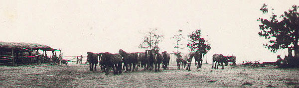 horses on farm