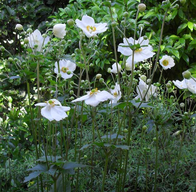 windflowers