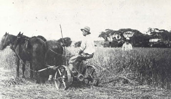 reaping hay