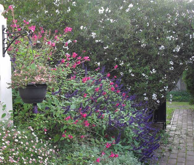 lamberhurst salvias