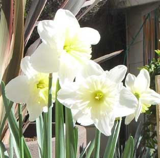 spring pics