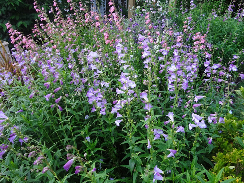 penstemons 2018
