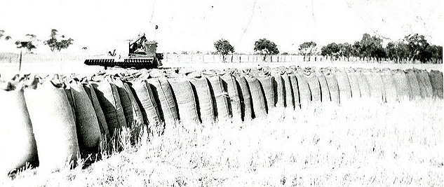 wheat crop